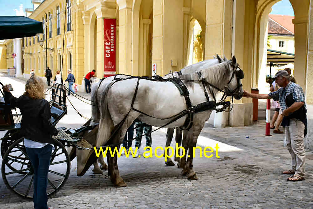 Viaggio in carrozza